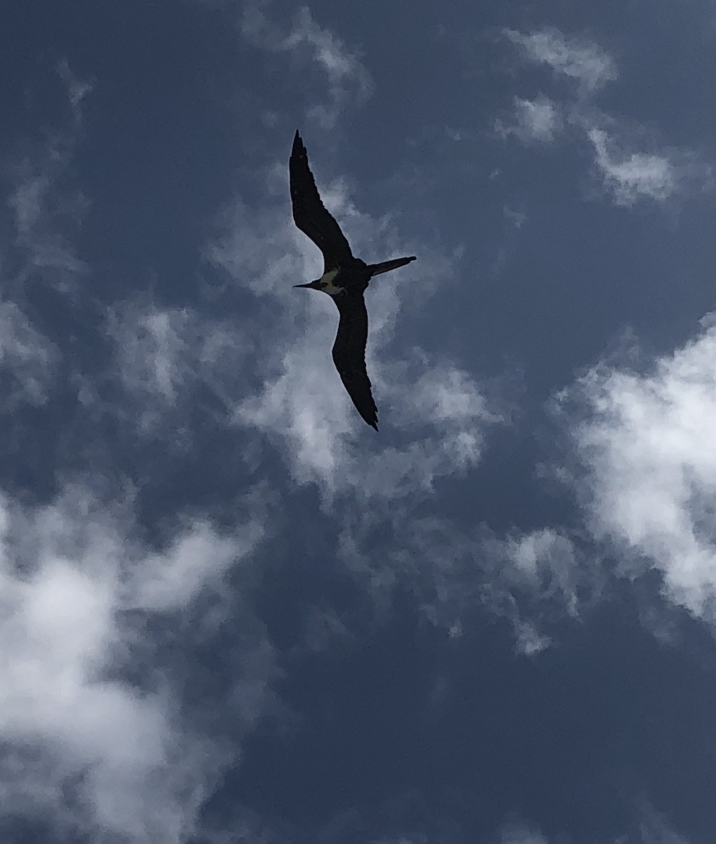 Magnificent Frigatebird - ML456955651