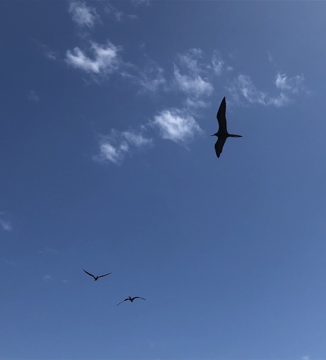 Magnificent Frigatebird - ML456955661