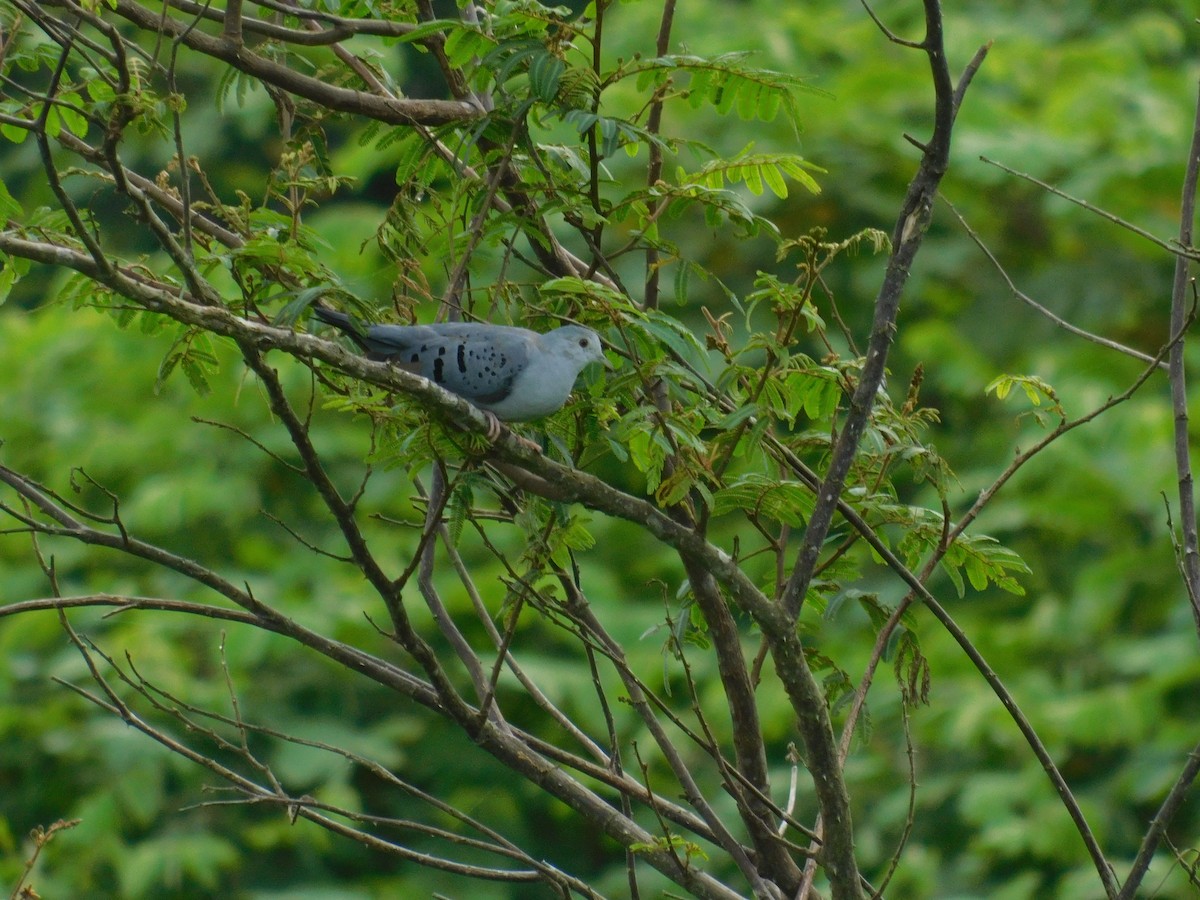 Blue Ground Dove - ML456956091