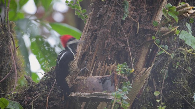 Powerful Woodpecker - ML456956461