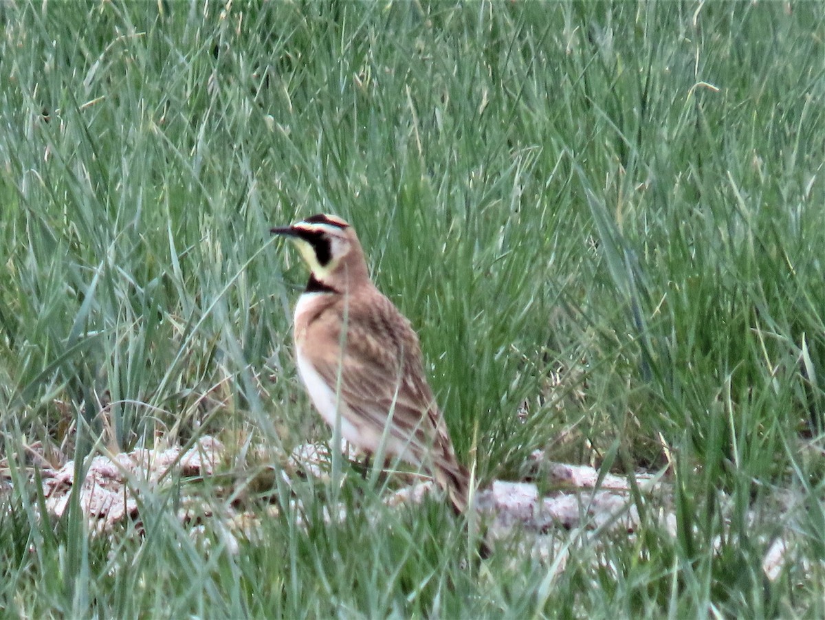 Horned Lark - ML456957551