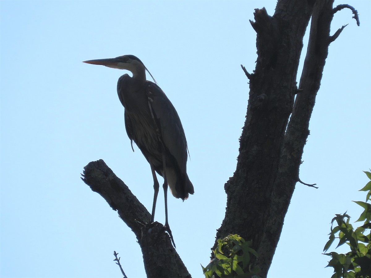 Garza Azulada - ML456958831