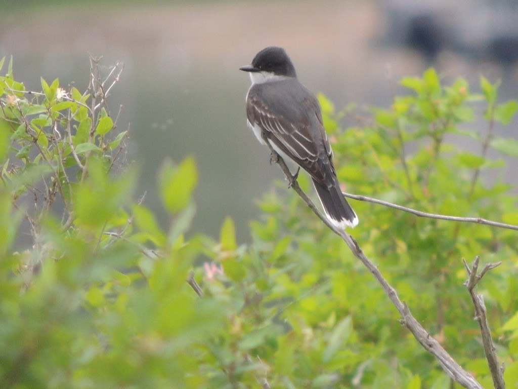 Eastern Kingbird - ML456959661