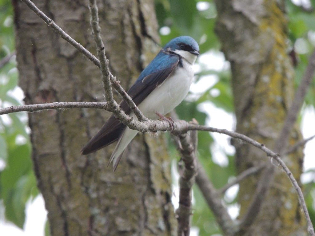 Tree Swallow - ML456959841