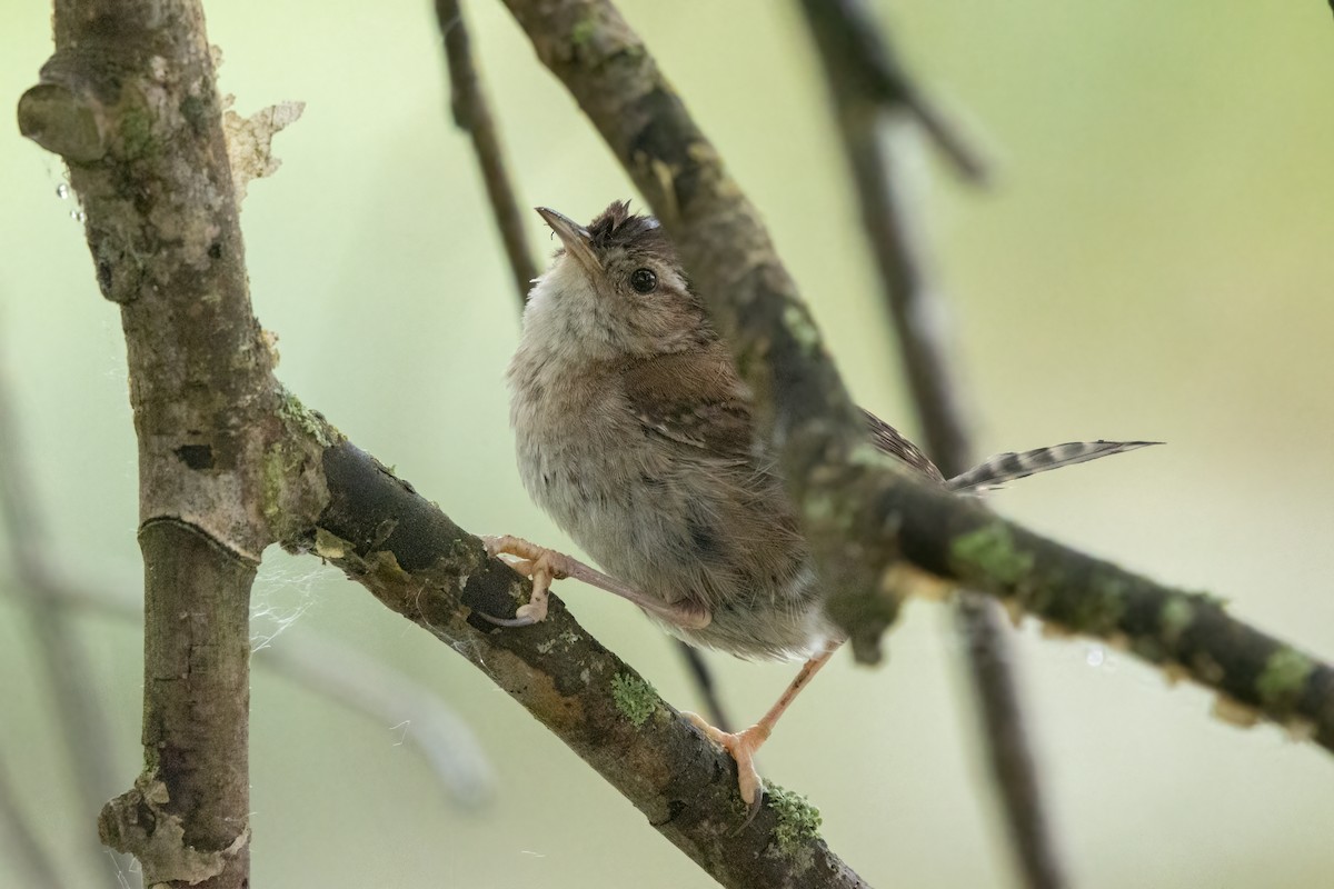 Marsh Wren - Kalpesh Krishna