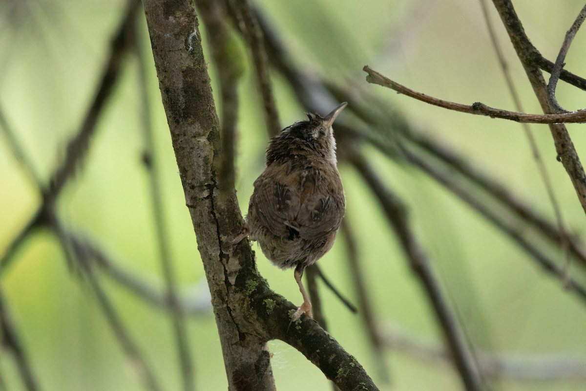 Marsh Wren - Kalpesh Krishna