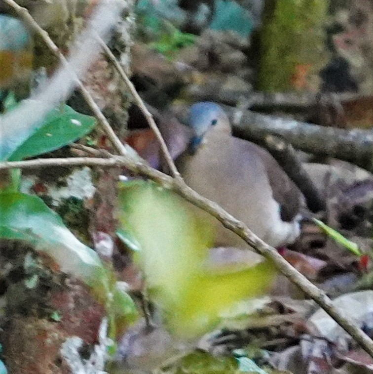 Gray-headed Dove - ML456960771