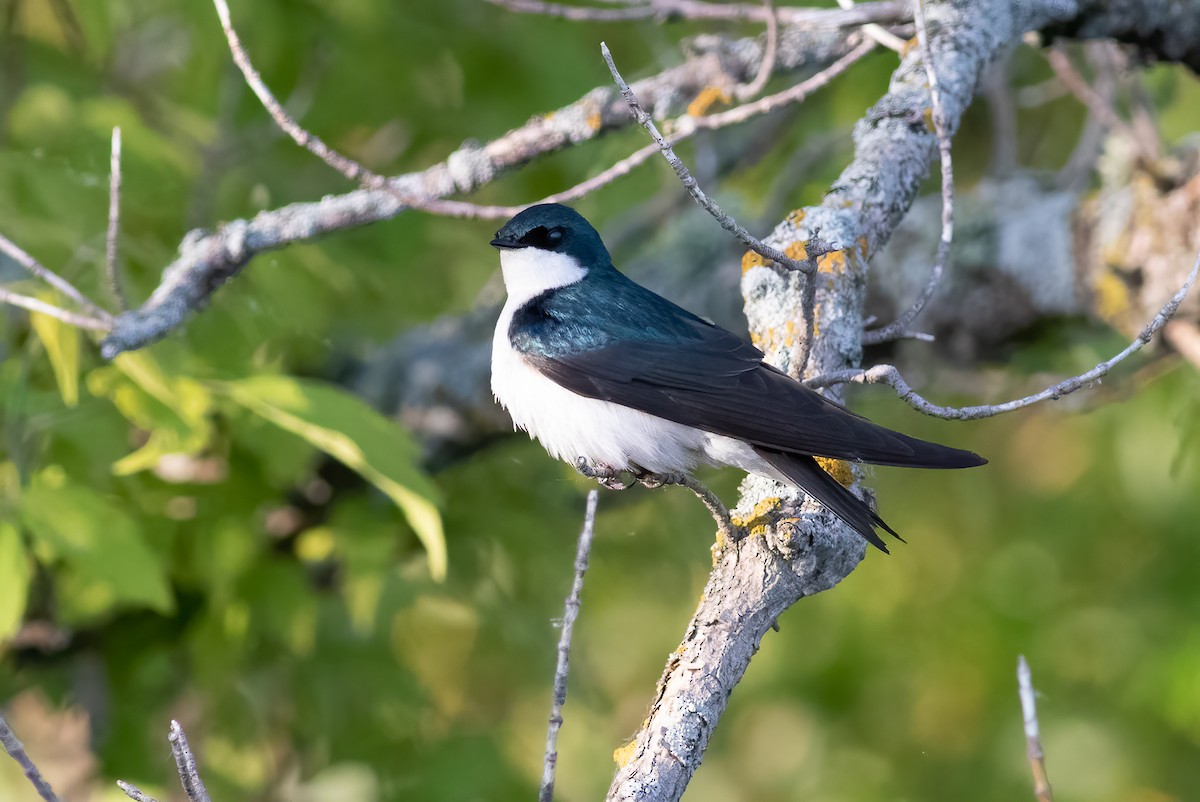 Tree Swallow - ML456961291