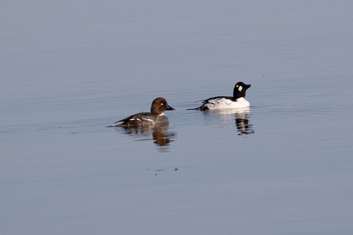 Common Goldeneye - ML456961481