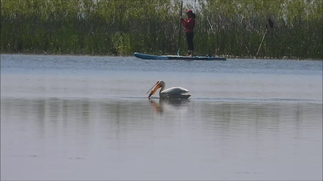 American White Pelican - ML456961551