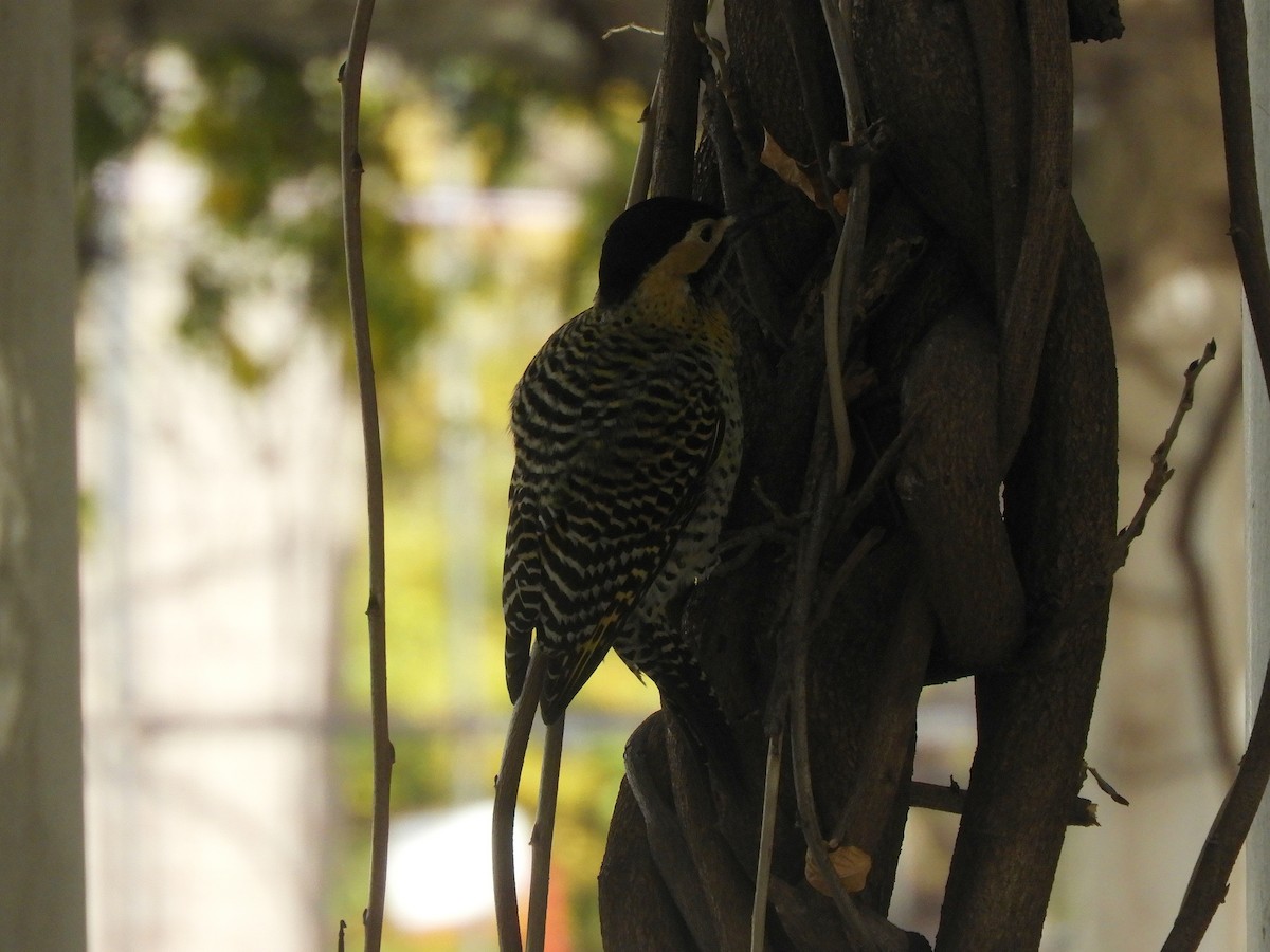 Green-barred Woodpecker - ML456962021