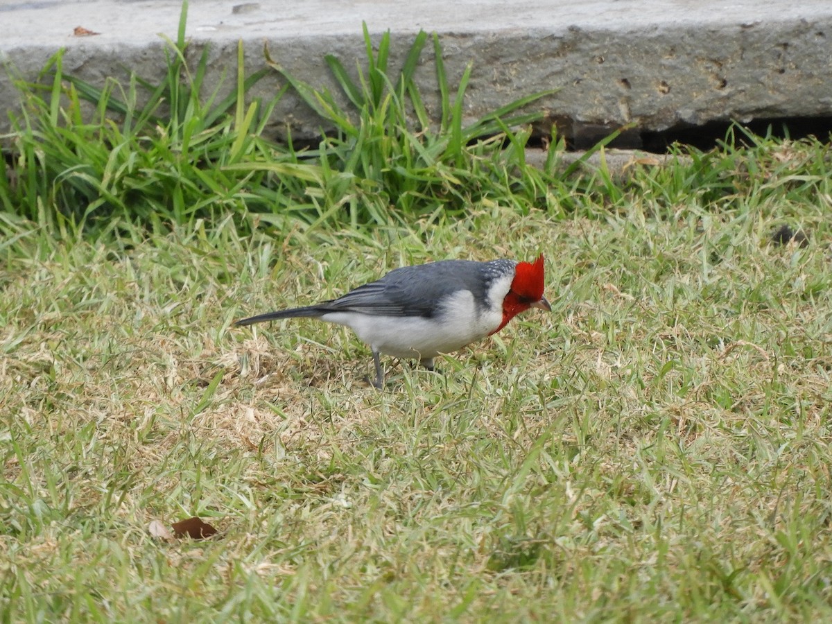 Red-crested Cardinal - ML456962401