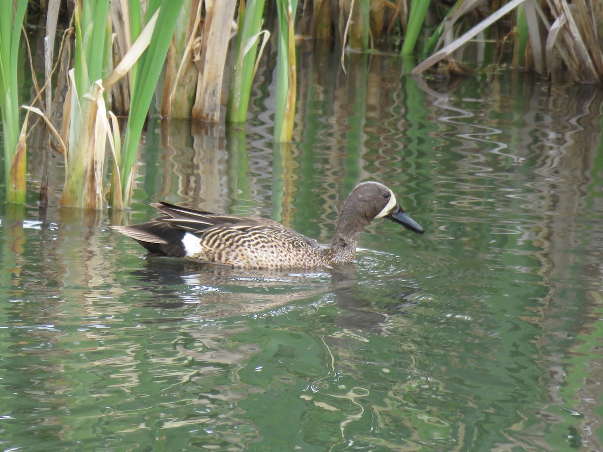 Blue-winged Teal - ML456964191