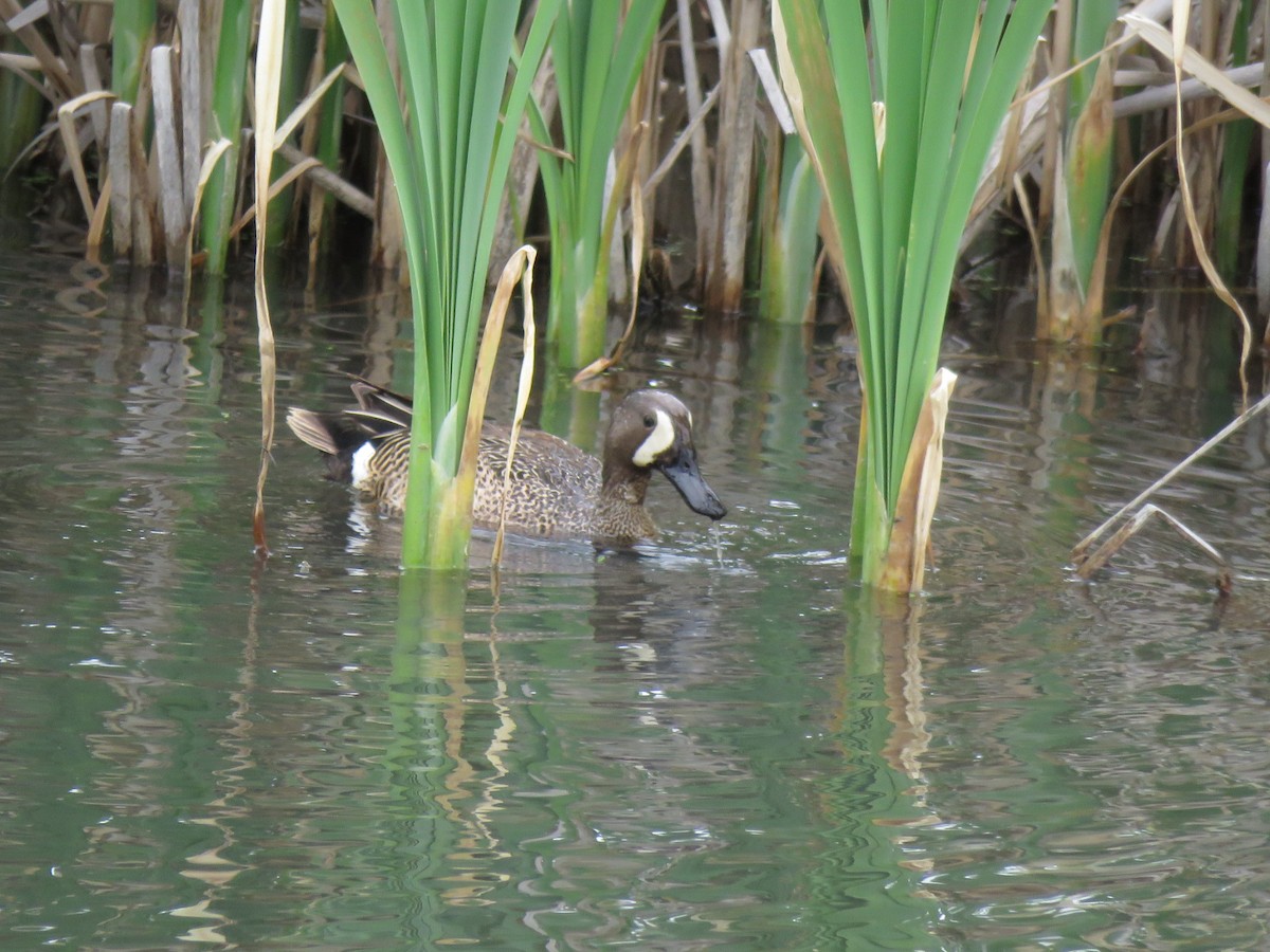 Blue-winged Teal - ML456964221