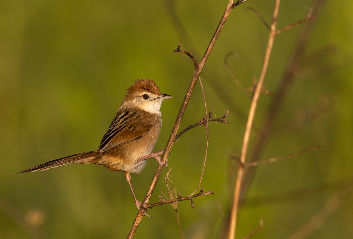 Tawny Grassbird - ML456965991