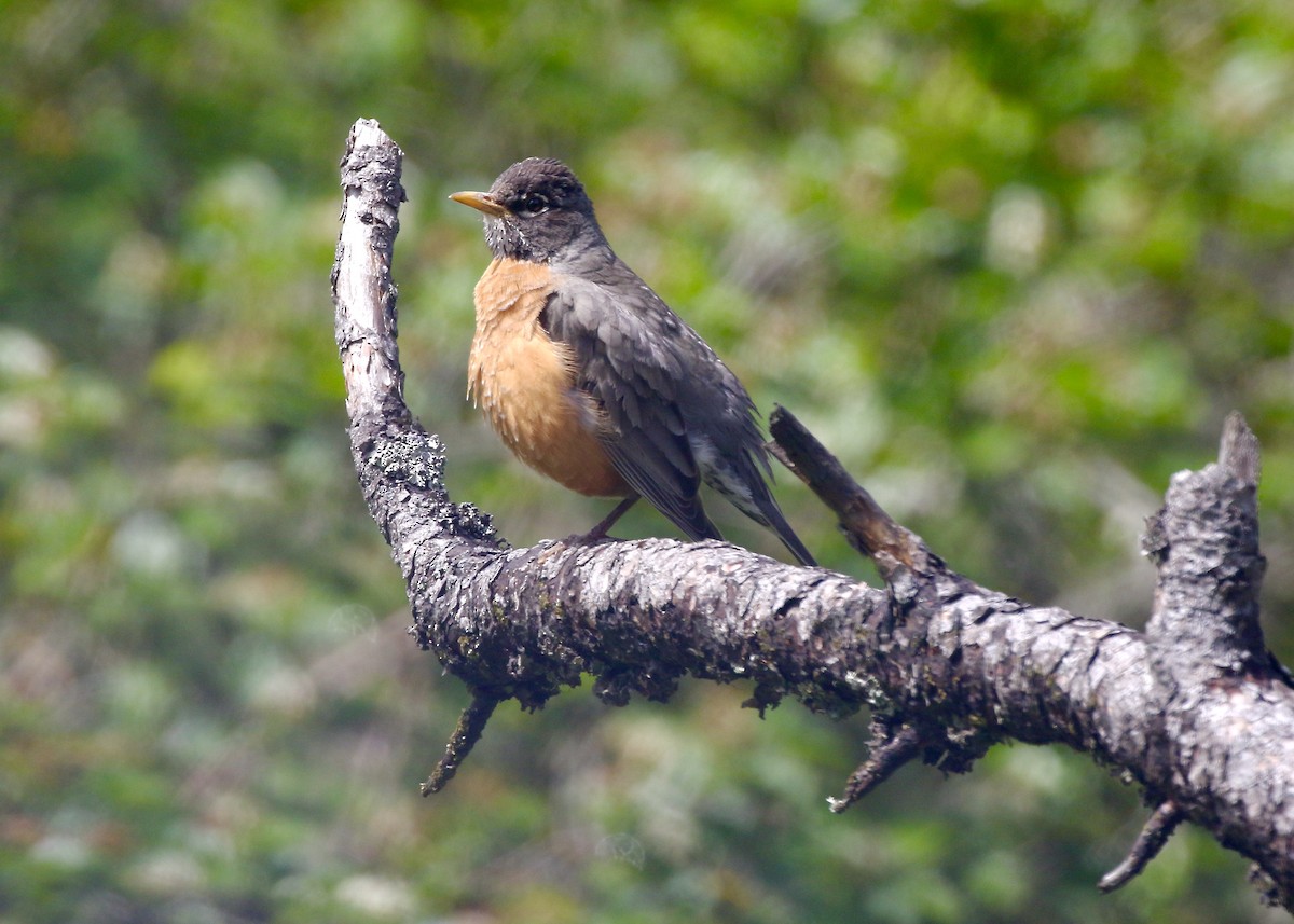 American Robin - ML456967051