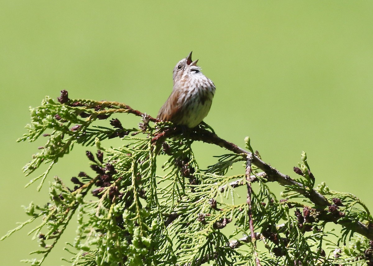 Song Sparrow - ML456967111