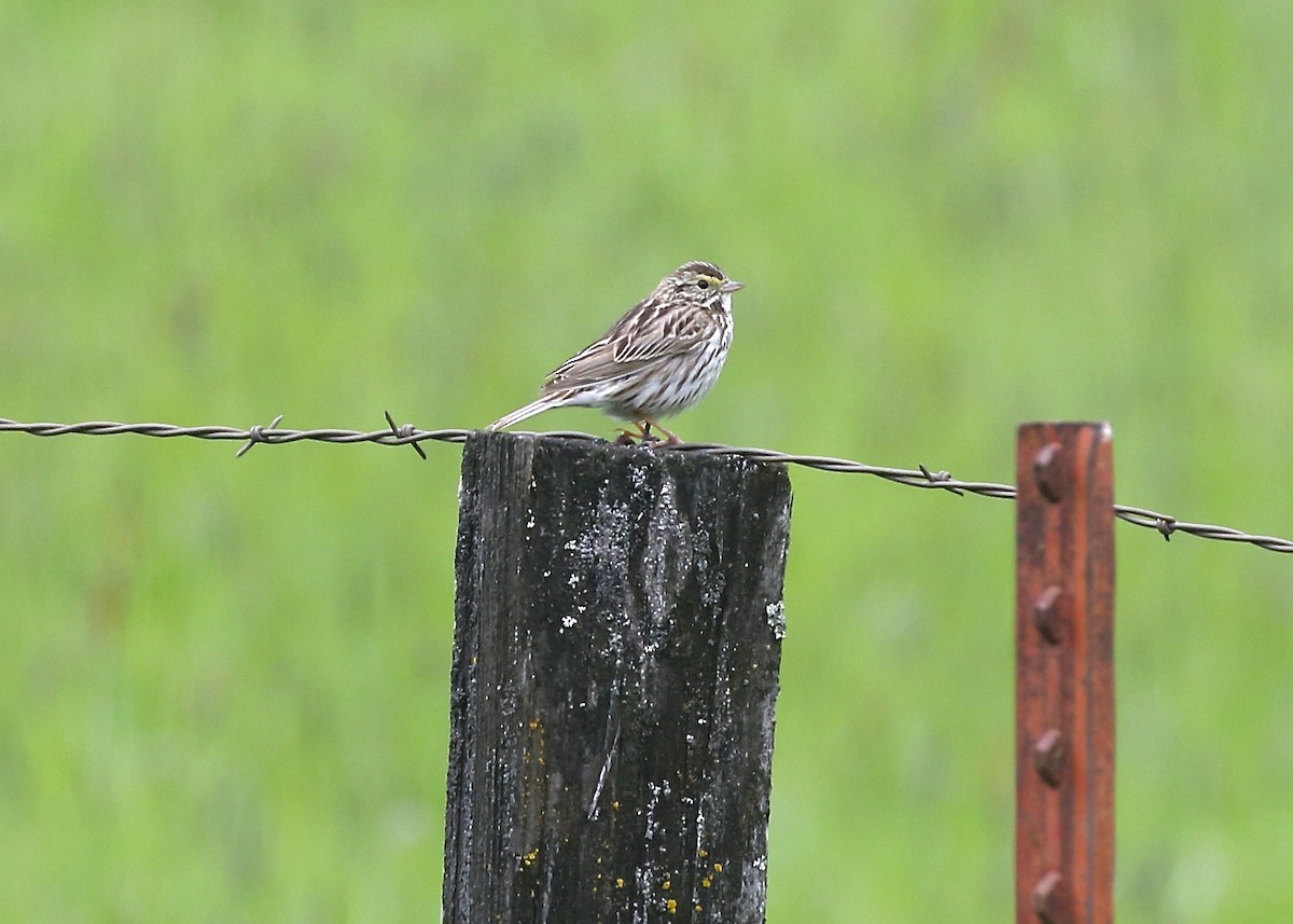Savannah Sparrow - ML456967191