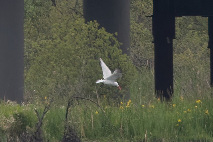 Caspian Tern - Kalpesh Krishna
