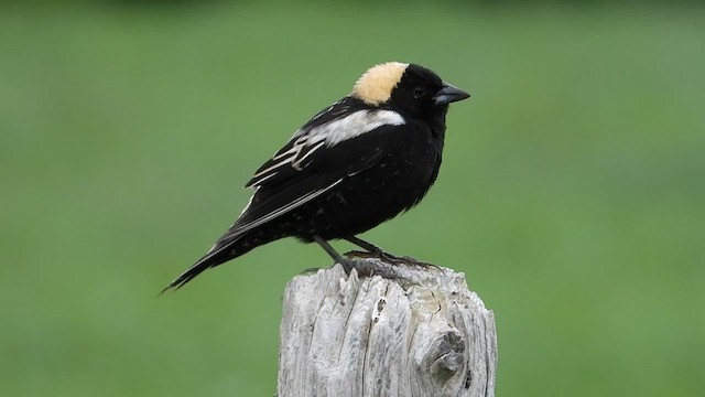 bobolink americký - ML456968171