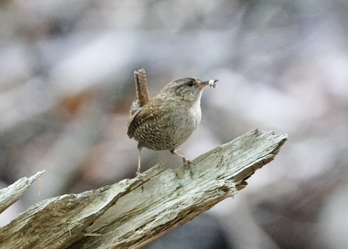 Winter Wren - ML456968651
