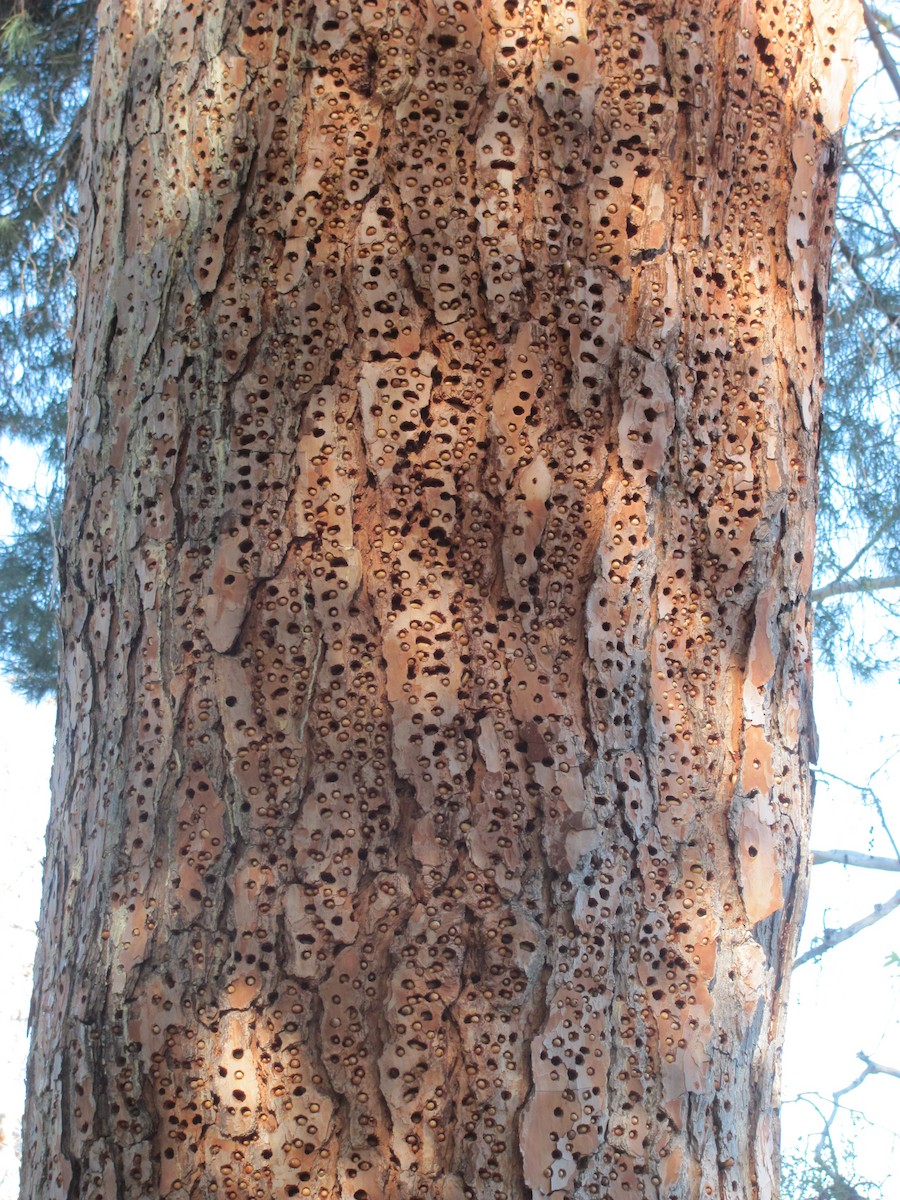 Acorn Woodpecker - ML45696871