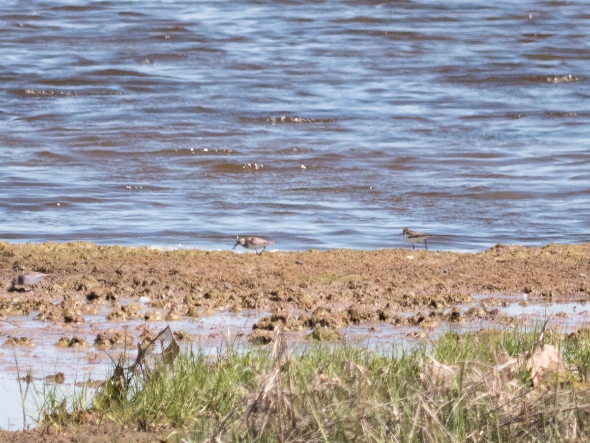 Least Sandpiper - ML456968941