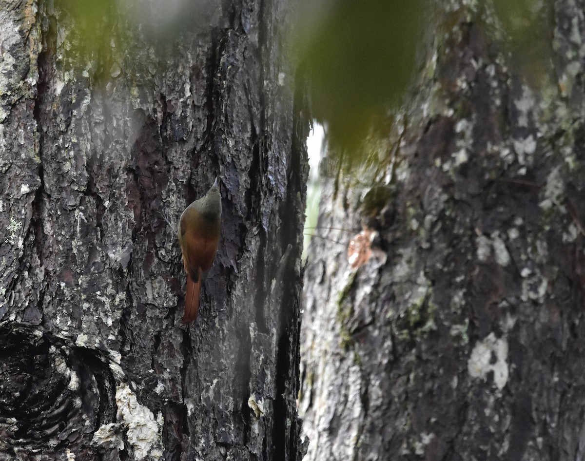 Olivaceous Woodcreeper - Romel Romero