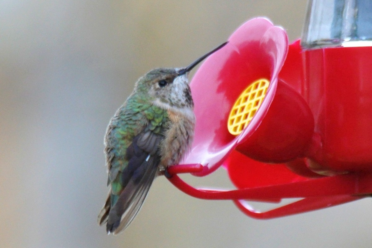 Rufous Hummingbird - Maha Katnani