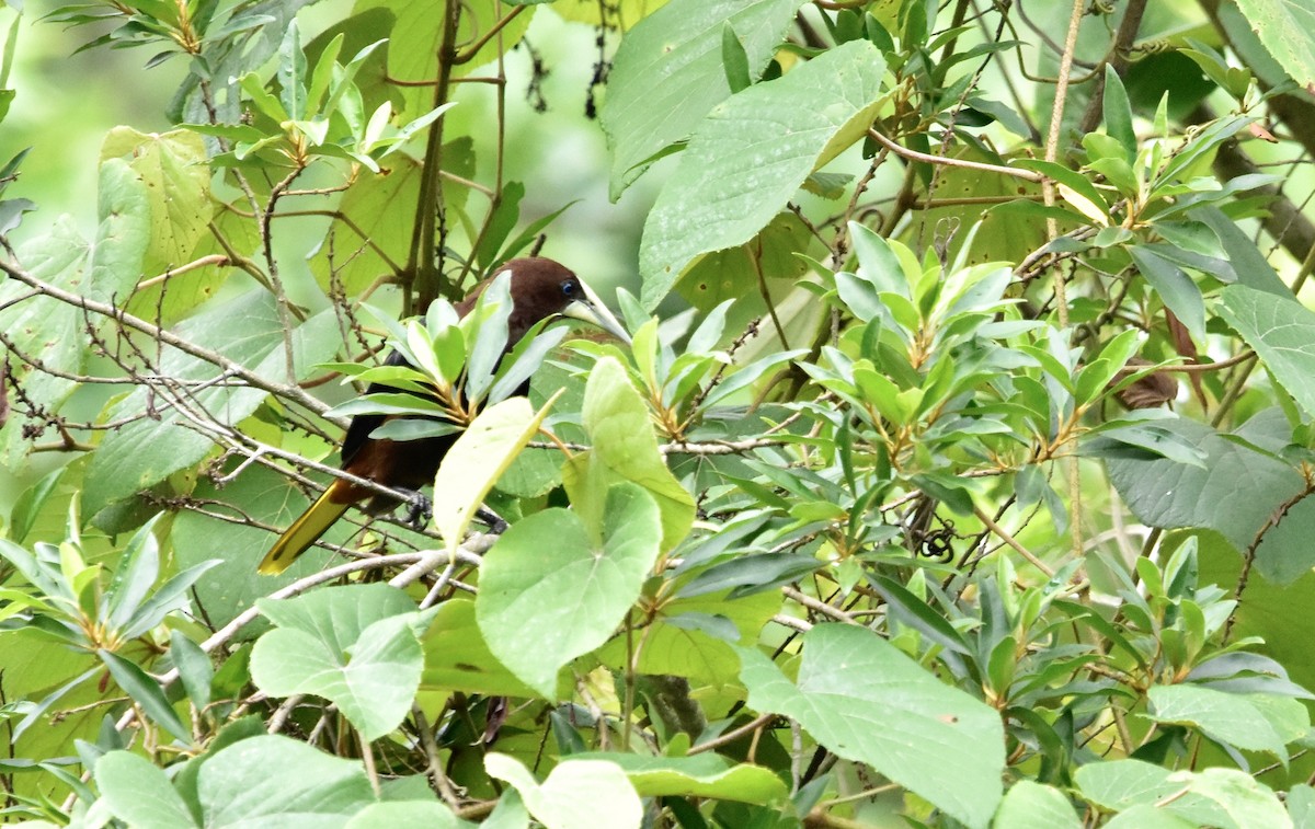 Chestnut-headed Oropendola - Romel Romero