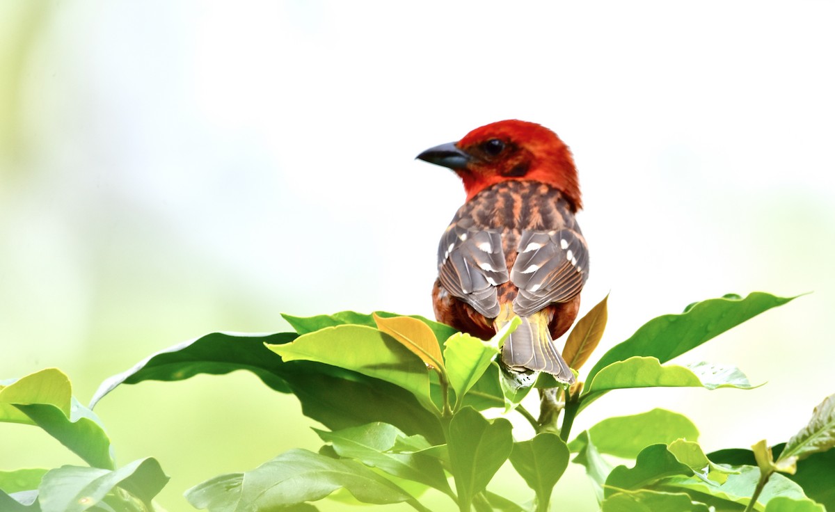 Flame-colored Tanager - Romel Romero