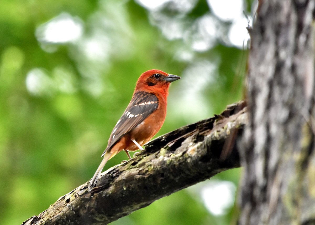 Flame-colored Tanager - Romel Romero