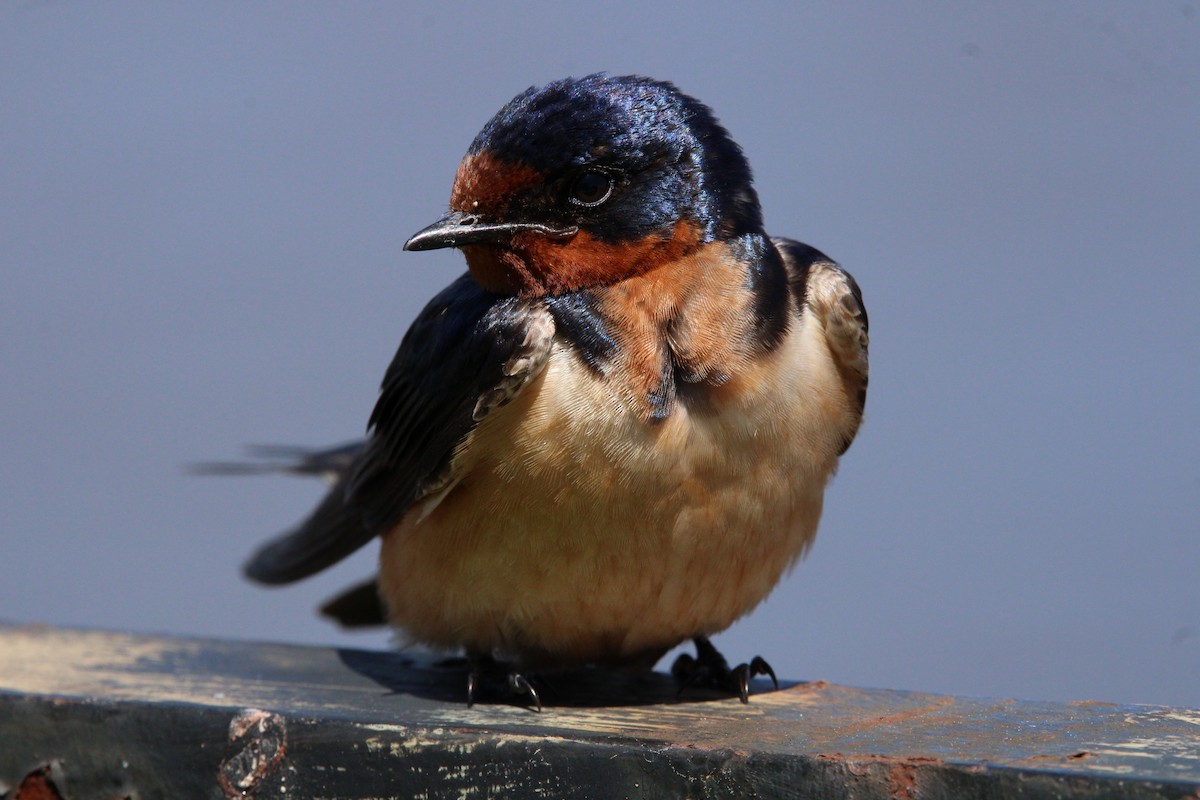 Barn Swallow (American) - Keith Leonard