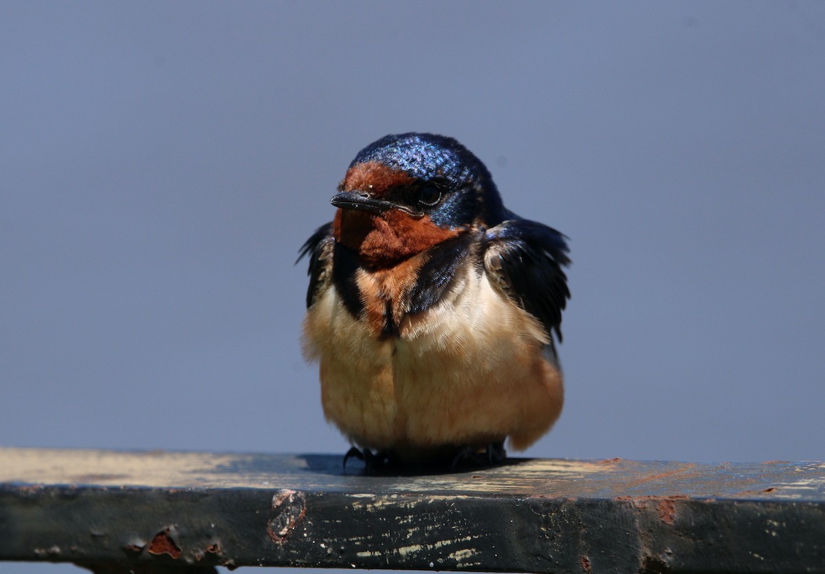 vlaštovka obecná (ssp. erythrogaster) - ML456971711