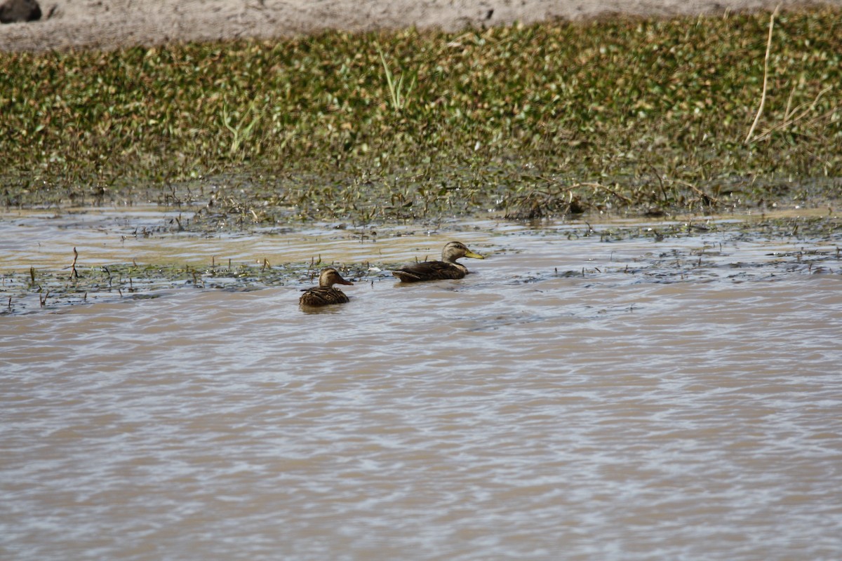 Mexican Duck - ML456972661