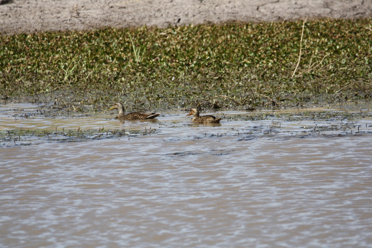 Mexican Duck - ML456972671