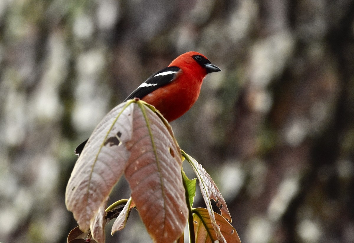 White-winged Tanager - Romel Romero