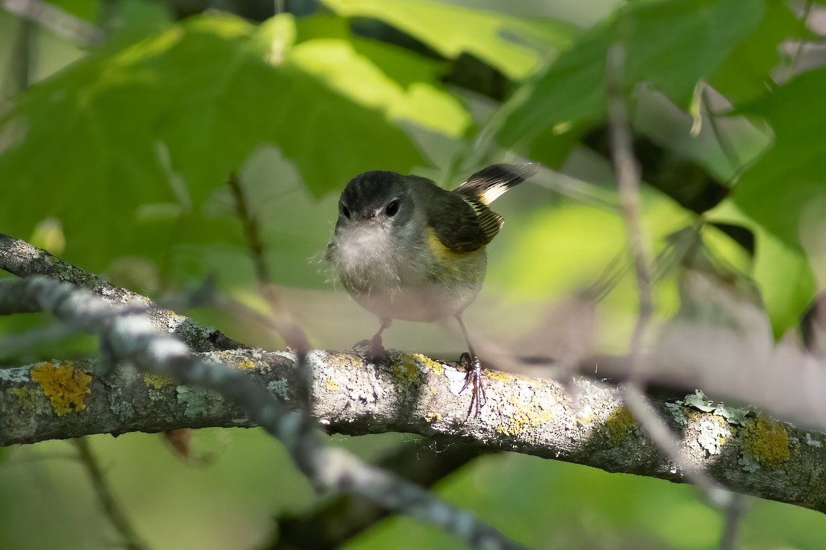 American Redstart - ML456972751