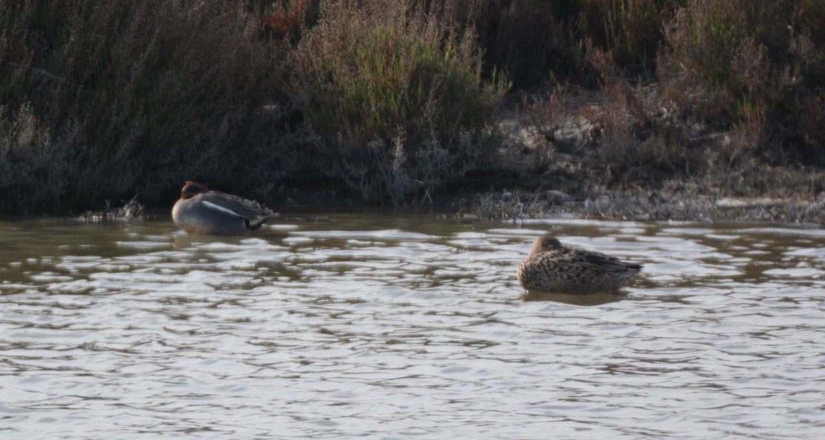 Green-winged Teal - ML456973271