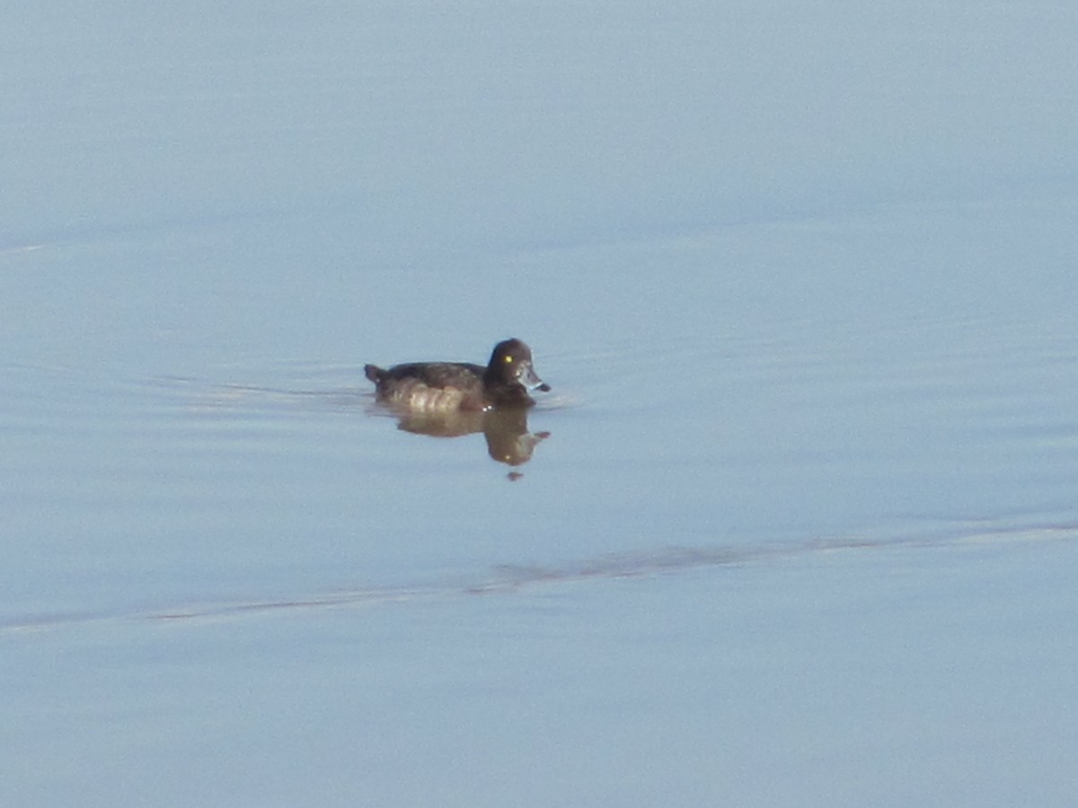 鳳頭潛鴨 - ML45697361