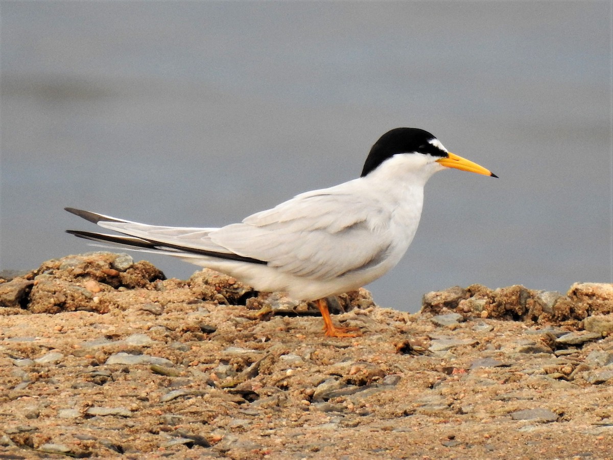 Least Tern - ML456973881