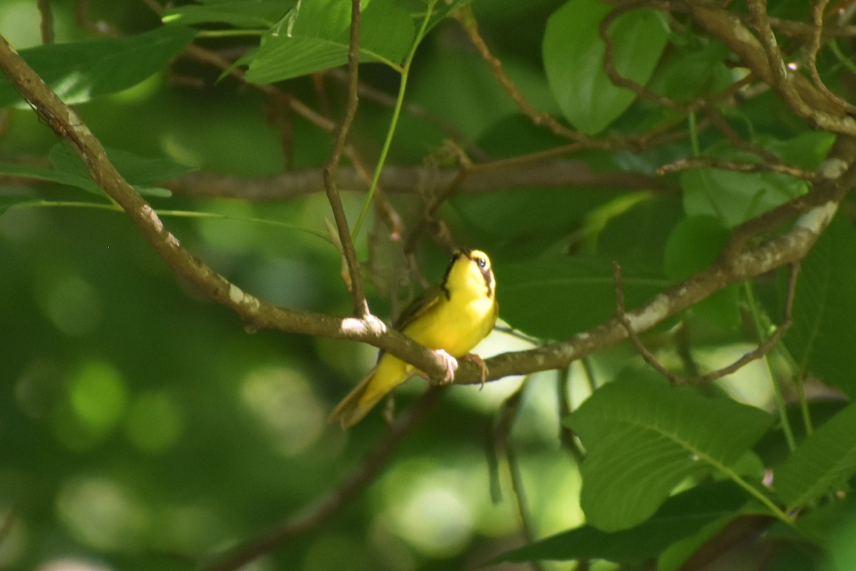 Kentucky Warbler - ML456974061