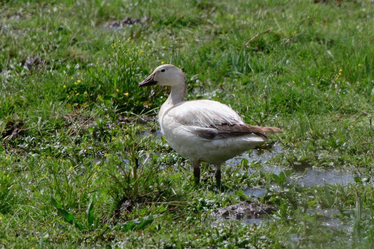 Snow Goose - T. Jay Adams