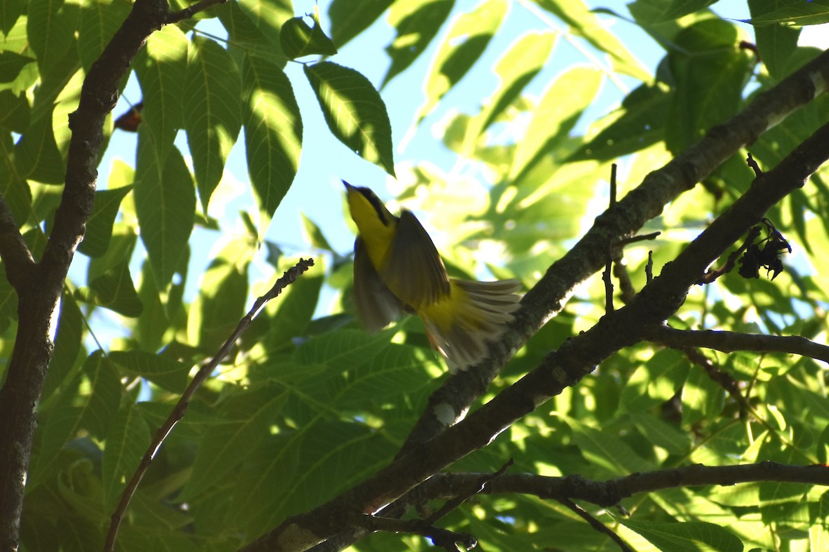 Kentucky Warbler - ML456974101