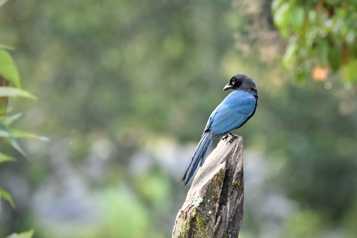 Bushy-crested Jay - ML456974711