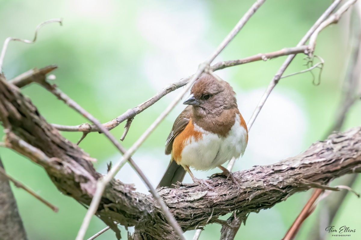 Eastern Towhee - ML456975181