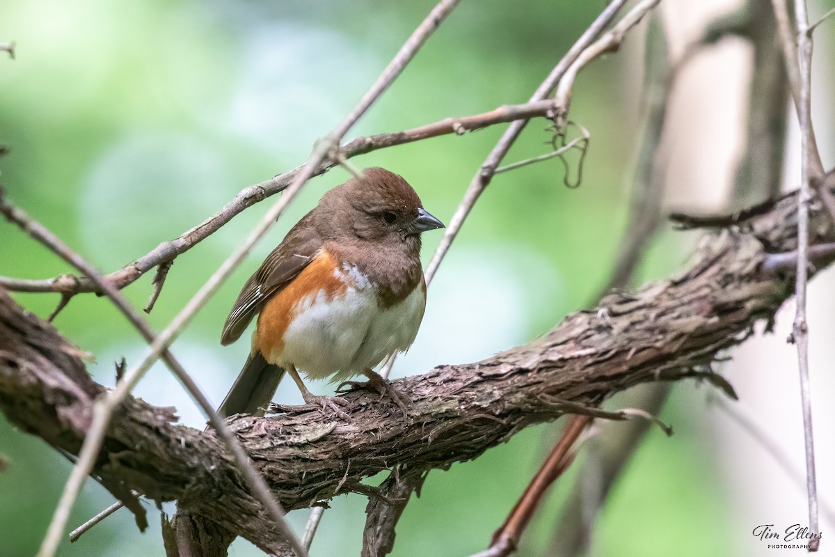 Eastern Towhee - ML456975231