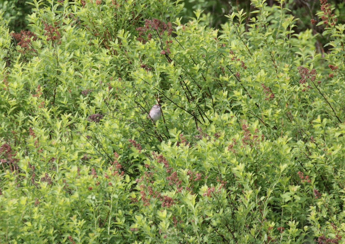 Swamp Sparrow - ML456975501