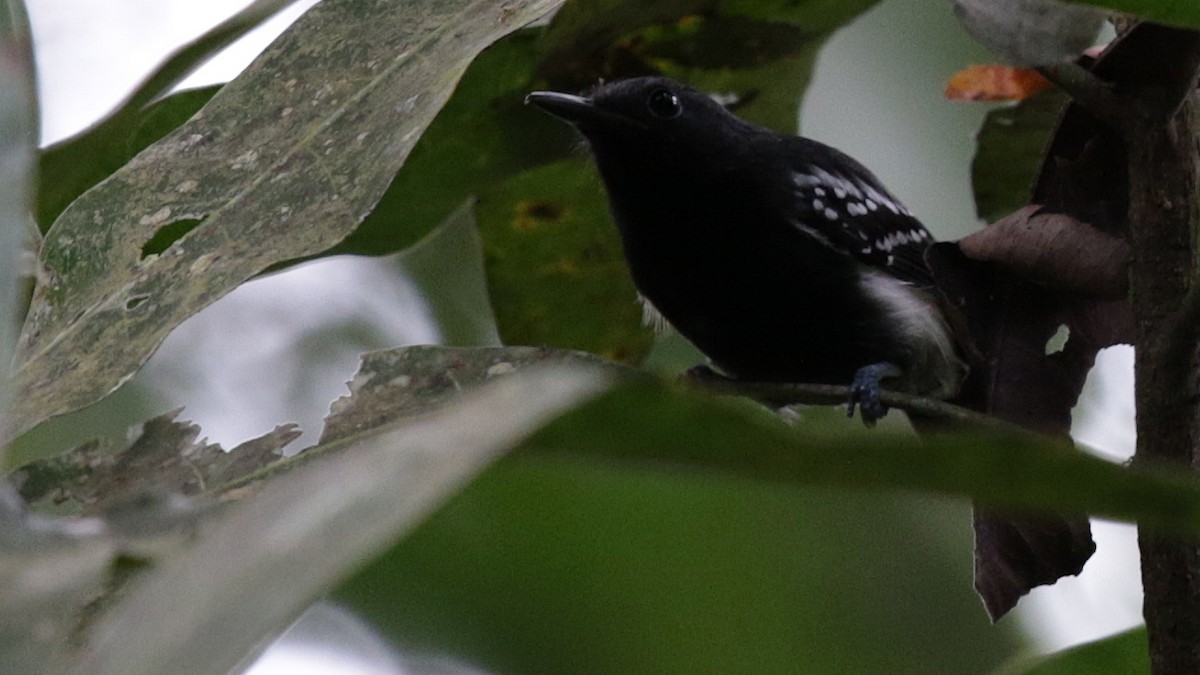 White-flanked Antwren - Mark Scheel