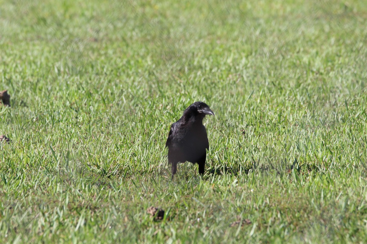 American Crow - ML456976621